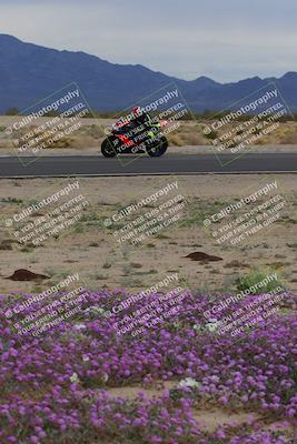 media/Jan-14-2023-SoCal Trackdays (Sat) [[497694156f]]/Turn 14 Exit Bloomig (145pm)/